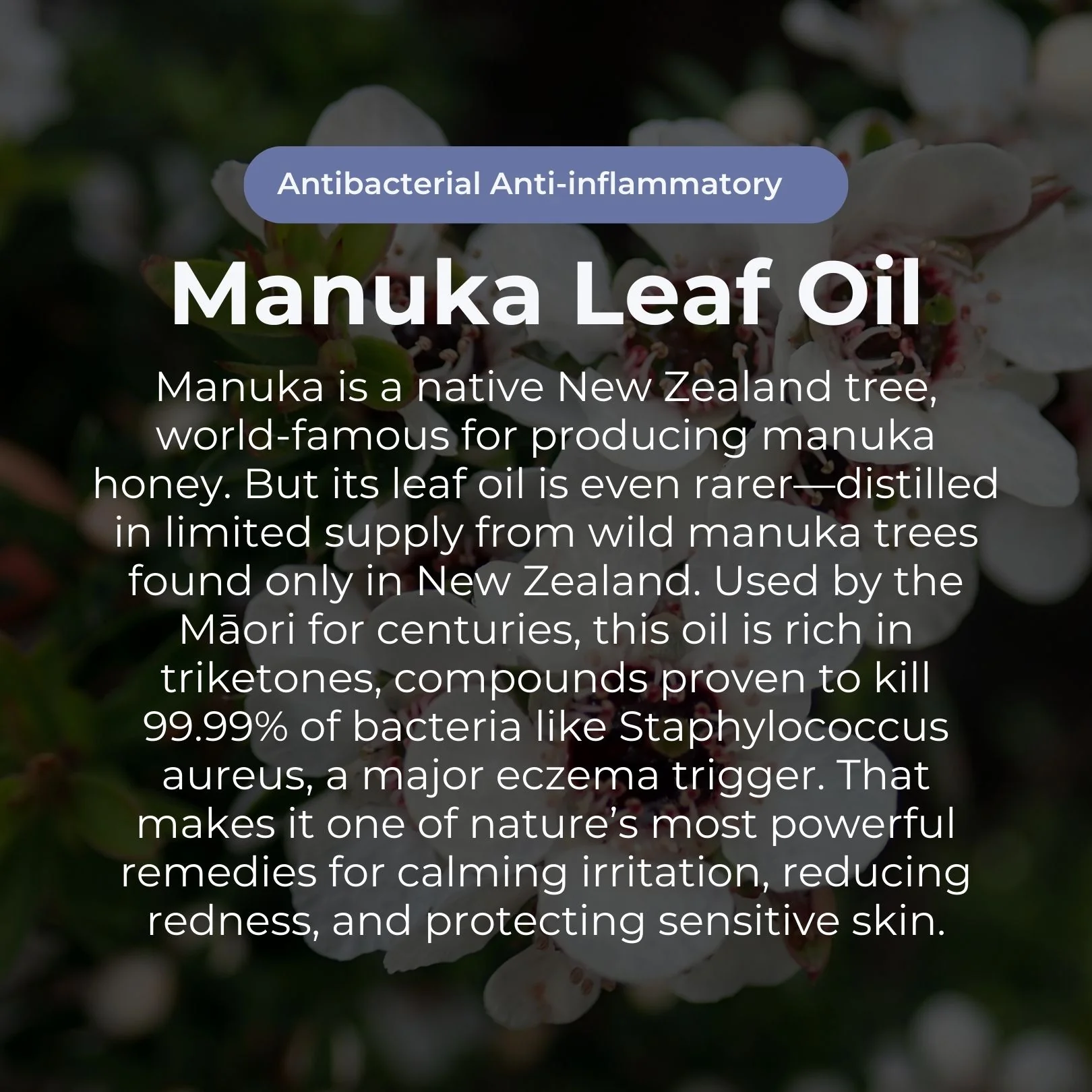 Sven's Island Natural Remedies Miracle Manuka Skin Repair Ointment 17g - Image 11